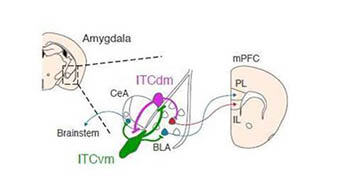 illustration of amygdala and brain regions