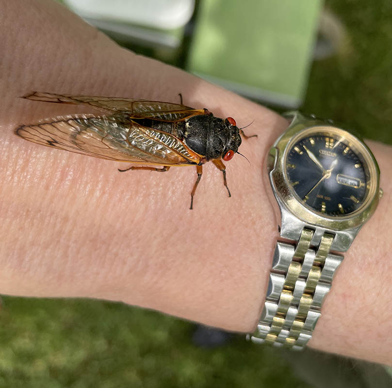 cicada walking on a person's arm toward a wrist watch