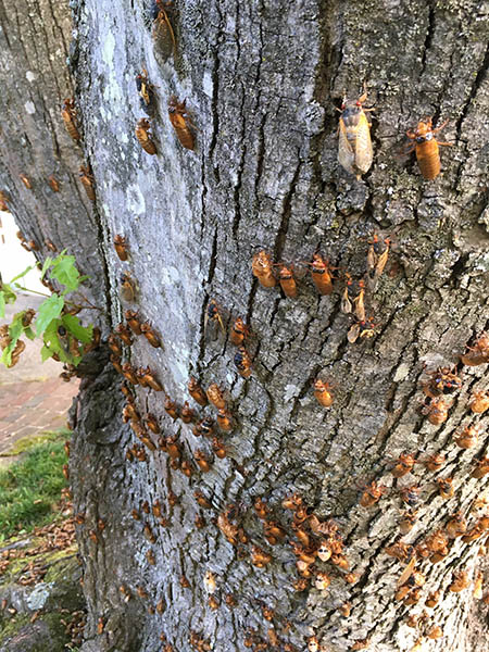 cicadas climbing up a tree trunk