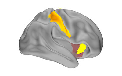 illustration of brain with highlighted areas