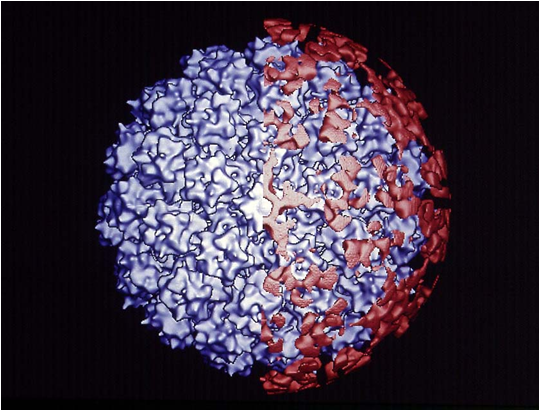 HPV vaccine molecule