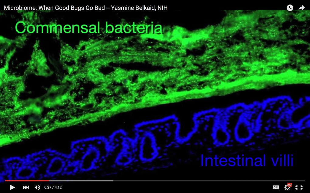 Microbiome video