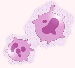 illustration of cells