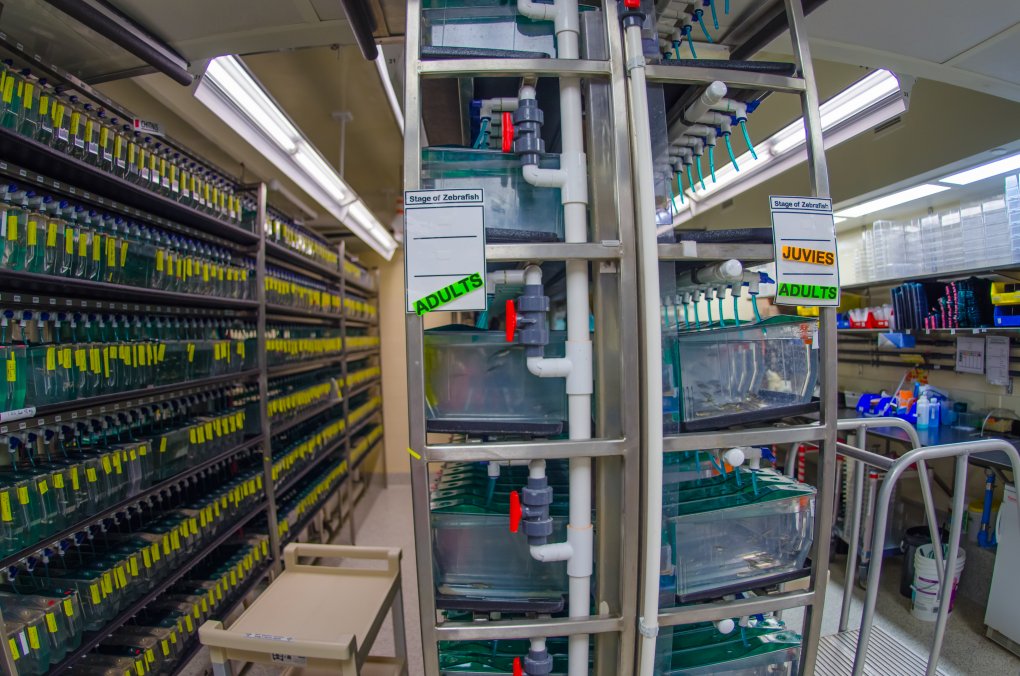 Zebrafish facility tanks