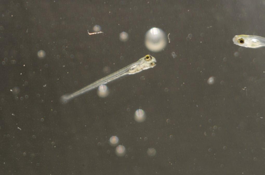 zebrafish research