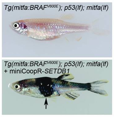 zebrafish research