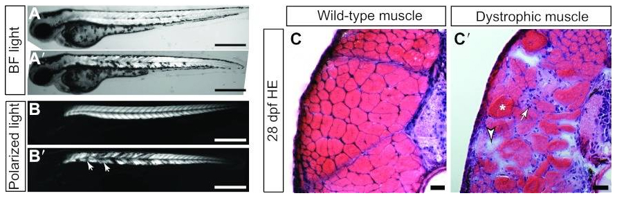 zebrafish research