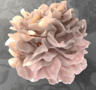 dendritic cell (looks like a pink flower)