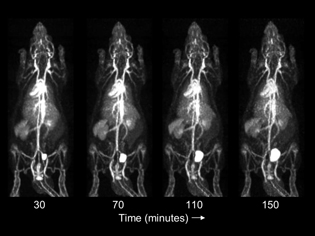 four x-ray images of rats showing the lighted up circulatory system