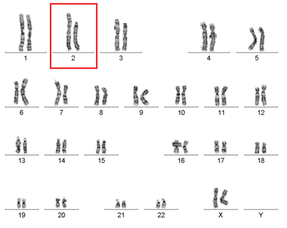  chromosome chart