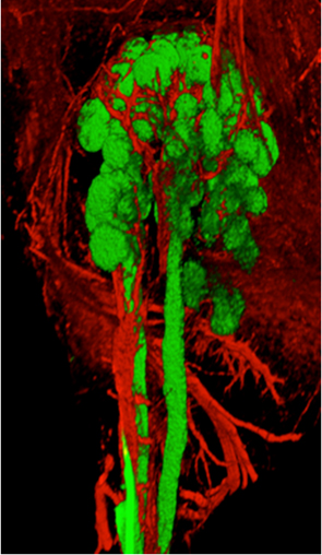 salivary gland, which looks like a cluster of green grapes, surrounded by wiry looking nerve cells in red