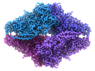 atomic resolution image of an enzyme; looks like a purple and blue spiral shapes in a pile