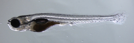 zebrafish