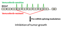  graphic showing how splicing inhibits tumor growth
