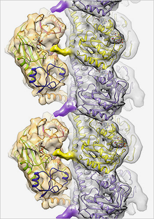 illustration of tubulin