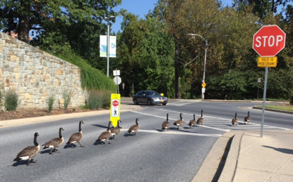 A dozen Canada geese marching down the road toward a stop sign