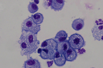 purple cells with dark purple centers