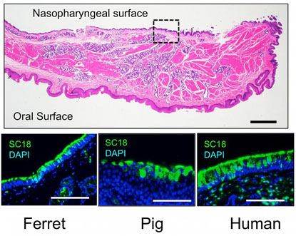 cross section of soft palate; examples of ferret, pig, and human cells