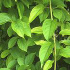 leaves