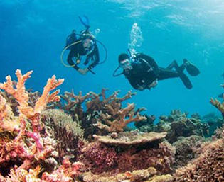 divers underwater inspecting a coral reef