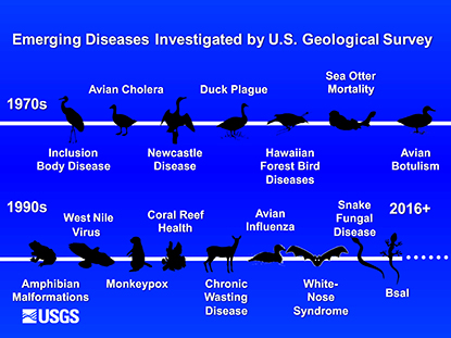 graphic showing emerging diseases investigated by the U.S. Geological Survey from the 1970s through 2016. The 1970s-1980s include avian cholera, and other avian-born diseases; the 1990s-2016 includes West Nile virus, amphibian malformations, chronic wasting disease, coral reef health, avian influenza and others.