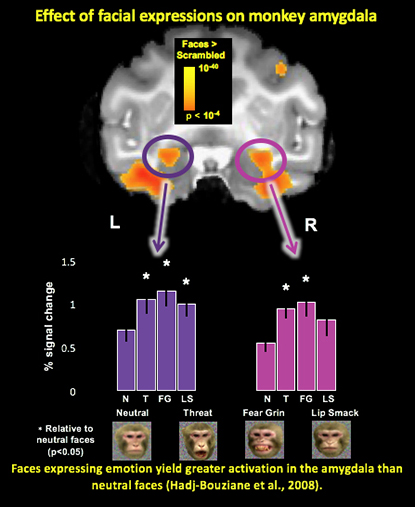 fear grin elicits greatest response, followed by threat expression, then lip smack, and neutral expression