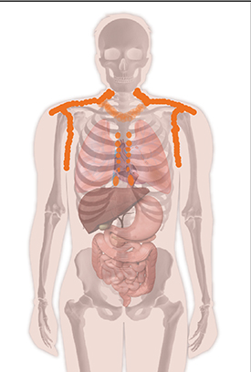 illustration human body showing areas where brown fat appears