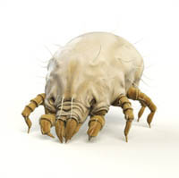 dust mite