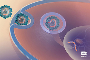 illustration of gene therapy in cell