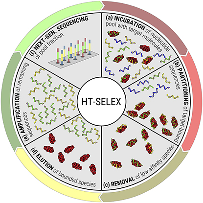 incubation of nucleotide pool; partitioning; removal; elution; amplification; and next-gem sequencing