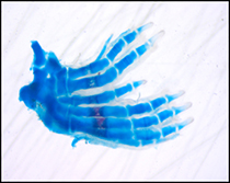 Blue image of bones in mouse feet