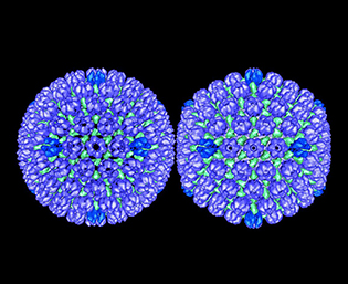  Two circles with blue and green spots inside