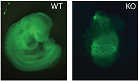 both embryos are green