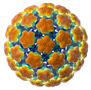Illustration of HPV molecule (looks like ball with orange flowers stuck all over it)