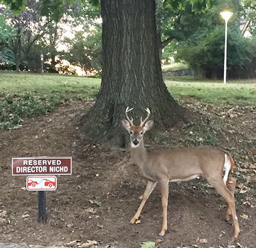 male deer standing next to a sign for the director of NICHD (National Institute of Child Health and Human Development)