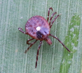 tick on a leaf