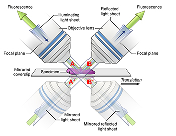 illustration of two microscopes pointed downward at coverslip