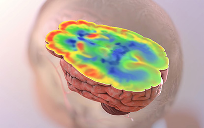 cross section of brain