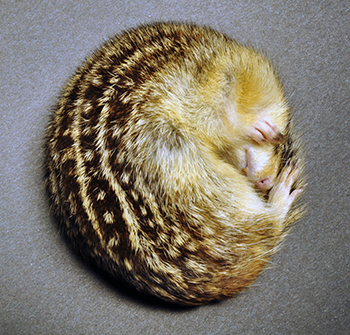 squirrel curled into a ball