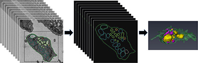 illustration depicting sliced tissue