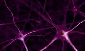 NEURONS STAINED PURPLE