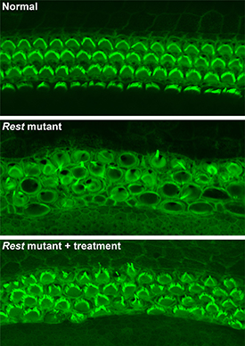 ear cells stained green