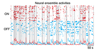 illustration of neural activity signals