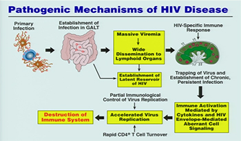 chart showing pathogenic mechanisms of HIV disease.