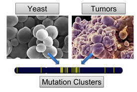Mutation clusters in the DNA of yeast and tumor cells