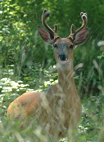 photograph of male deer with antlers