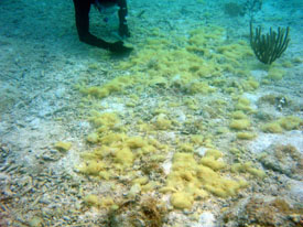 carole brewley scuba diving near a bed of yellow fluffy algae