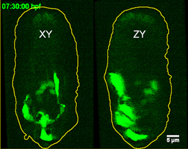 green fluorescent neurons migrating in roundworm embryo