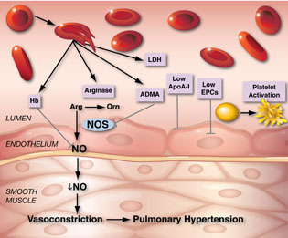  illustration of red blood cells above an endothelium layer of cells