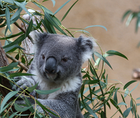 koala in a tree